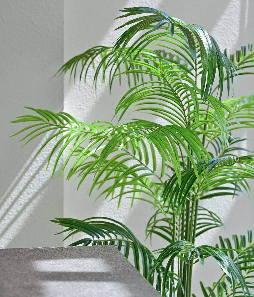 Areca palm