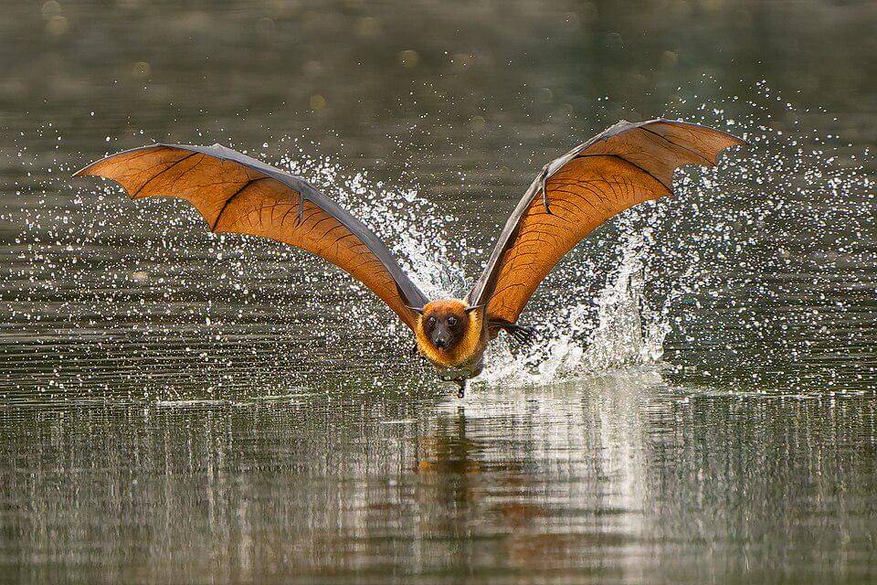 seekor kalong india terbang dekat dengan air