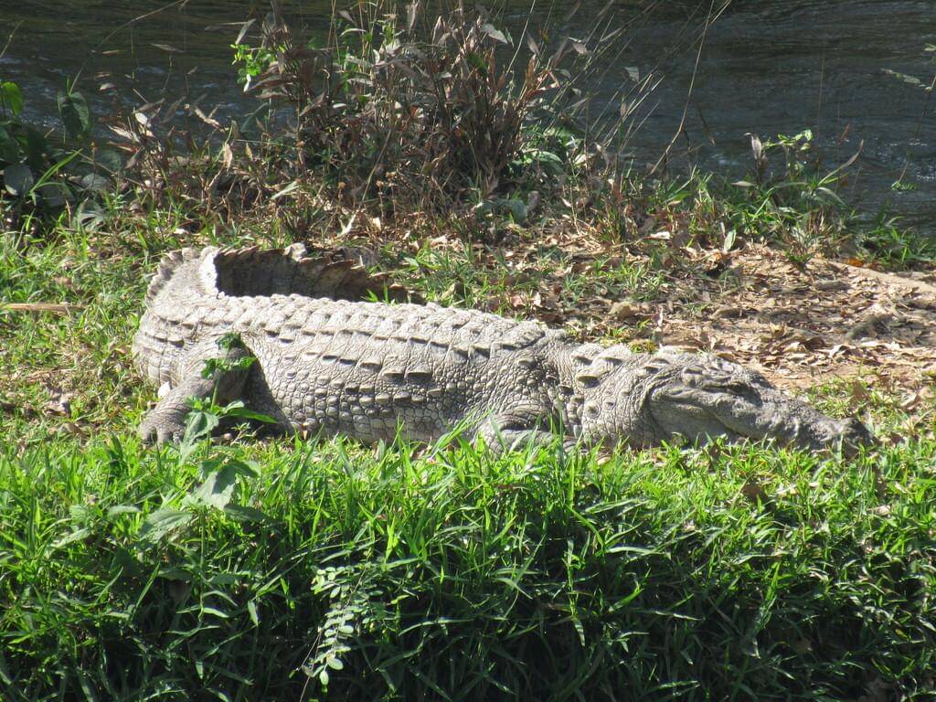 Mugger crocodile
