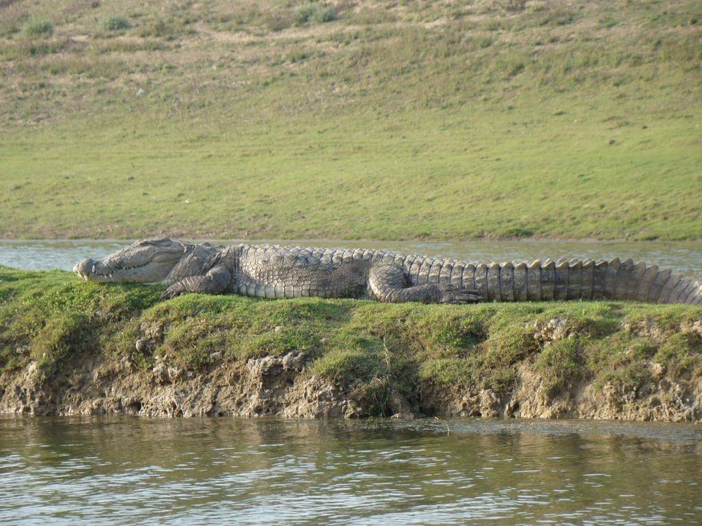 Mugger crocodile