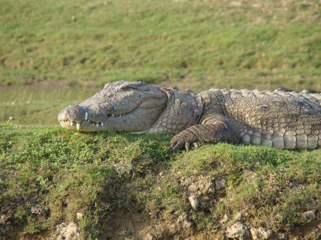 Mugger crocodile