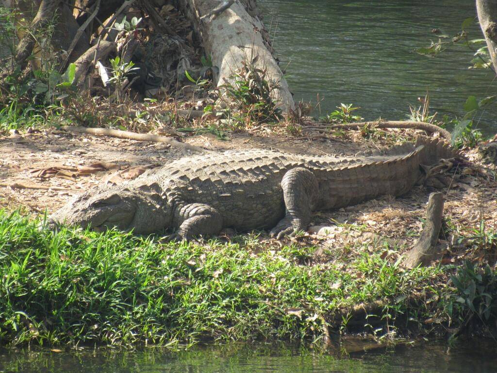 Mugger crocodile