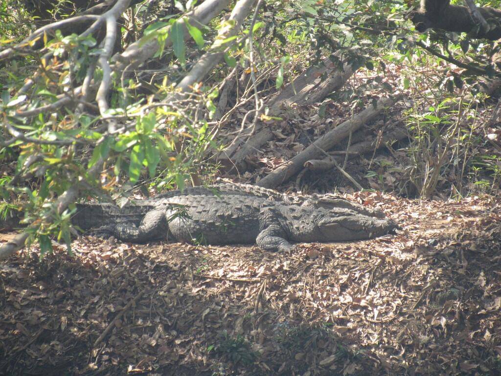 Mugger crocodile