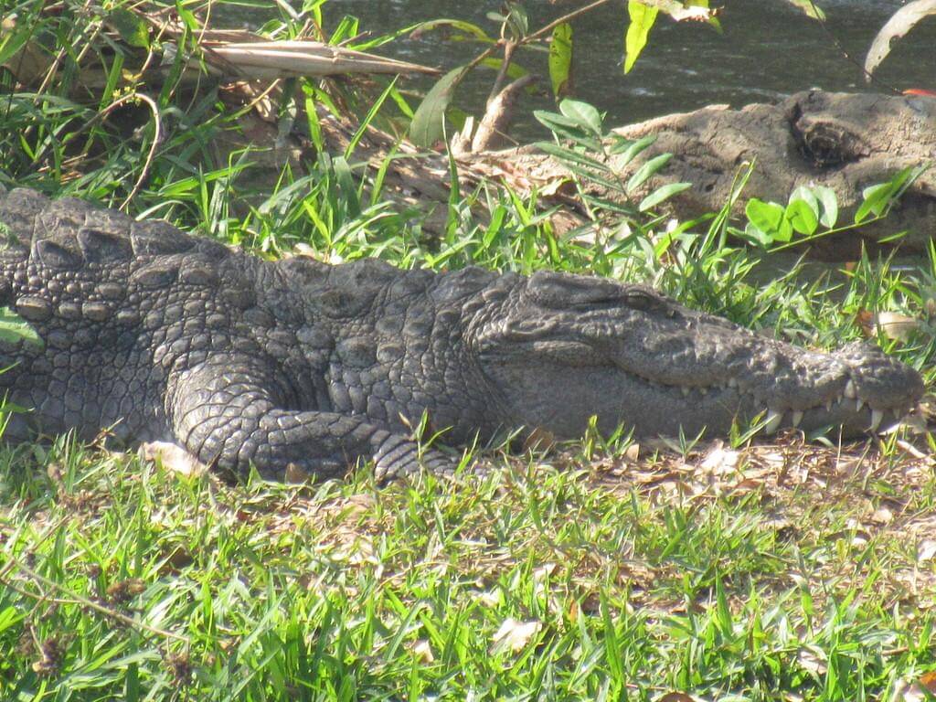 Mugger crocodile