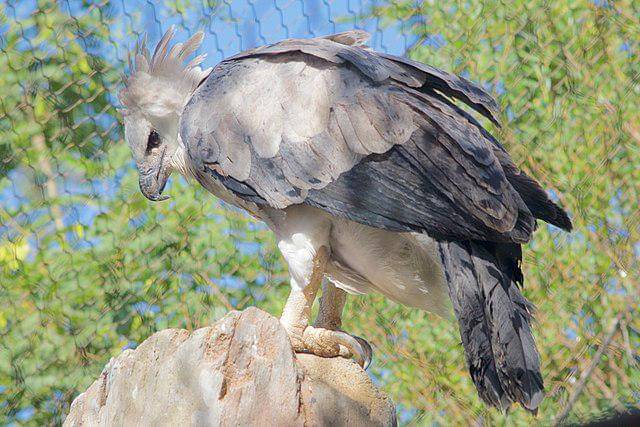 potret burung harpy eagle