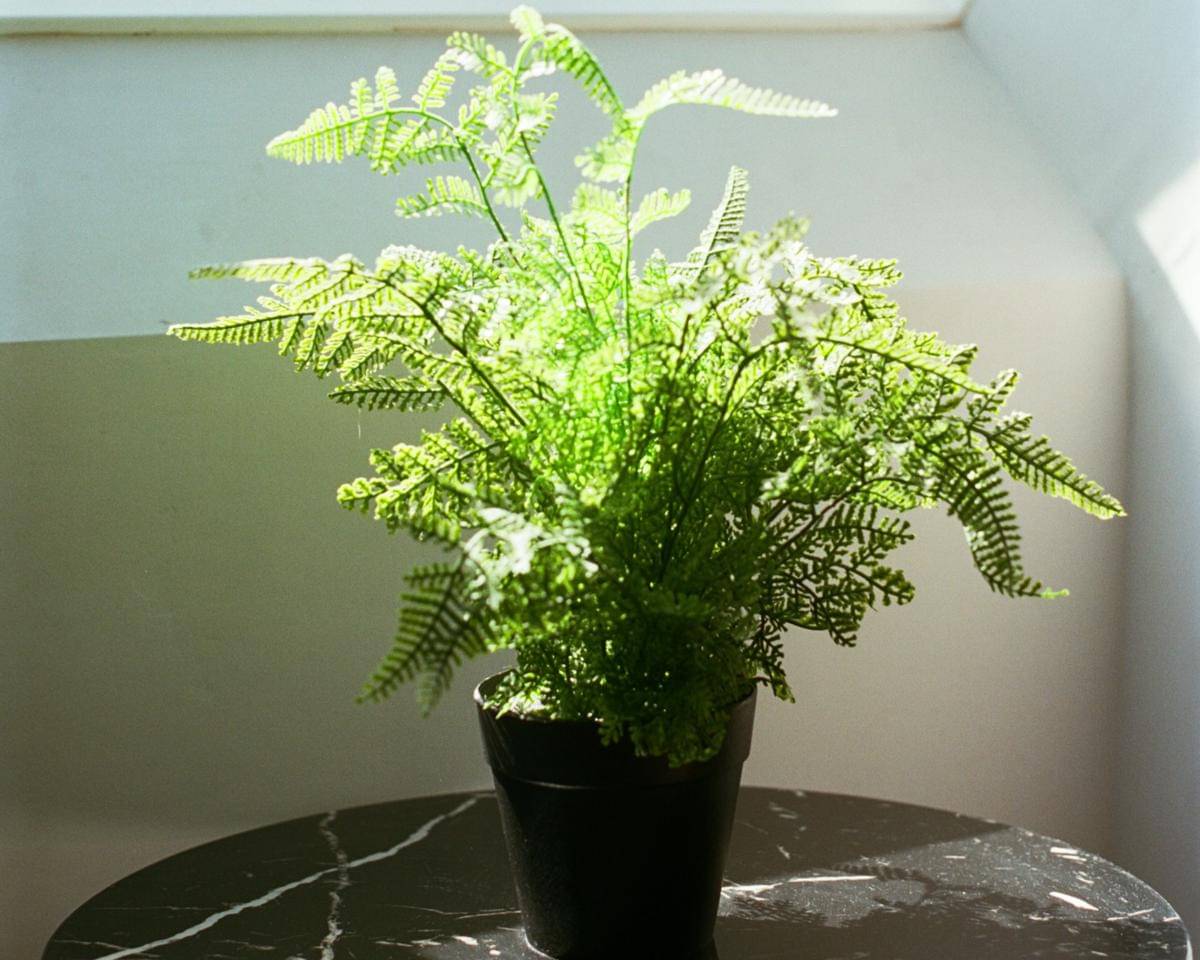 Small ferns