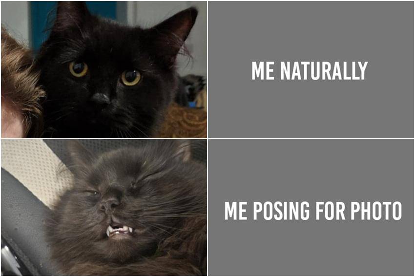 meme kucing pose kocak