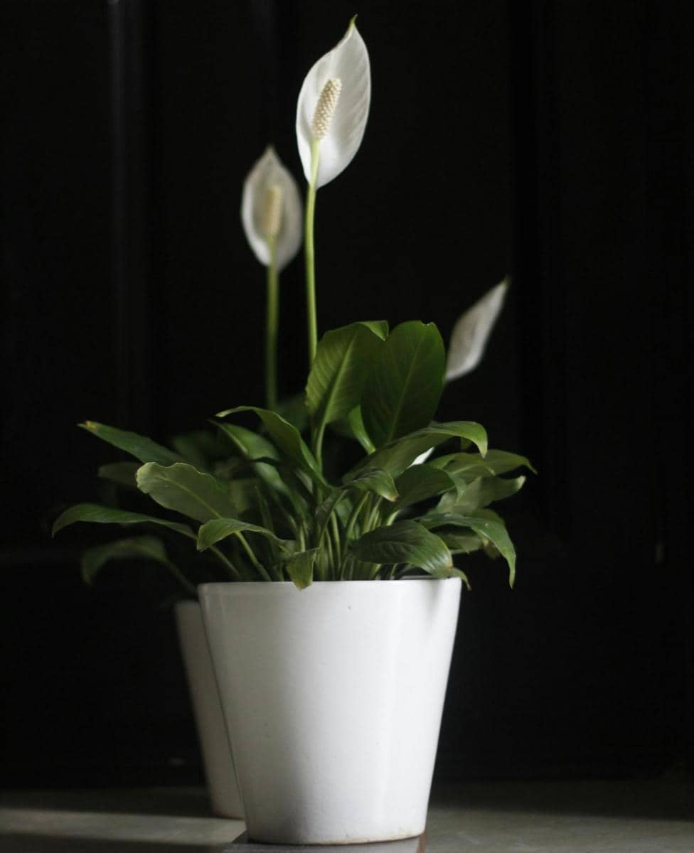 ilustrasi peace lily