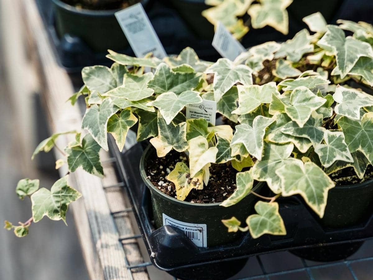 ilustrasi english ivy