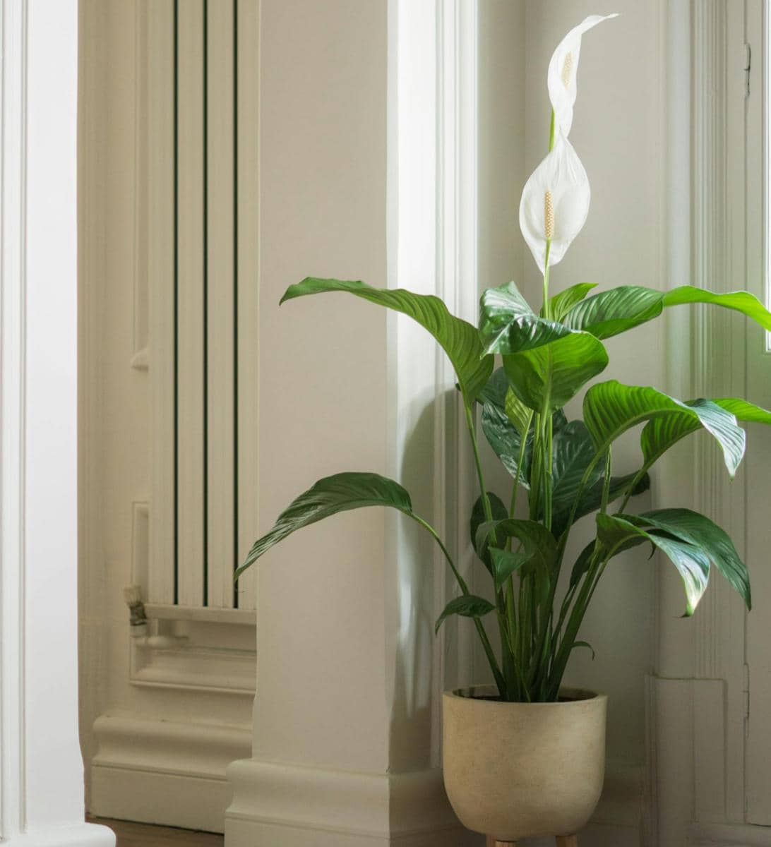 Peace lily