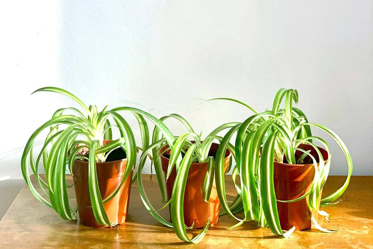 ilustrasi spider plant 