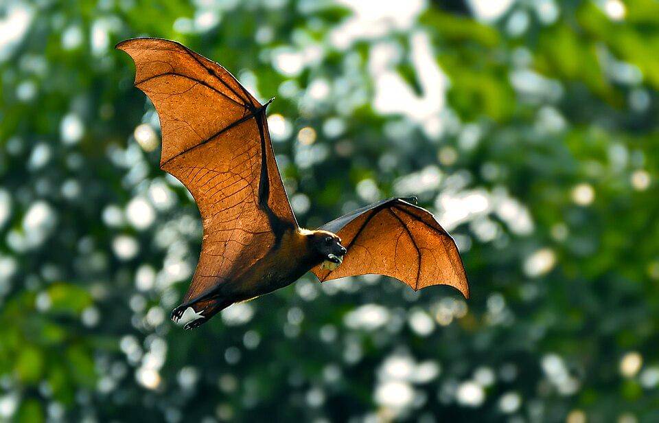 kalong india terbang di hutan