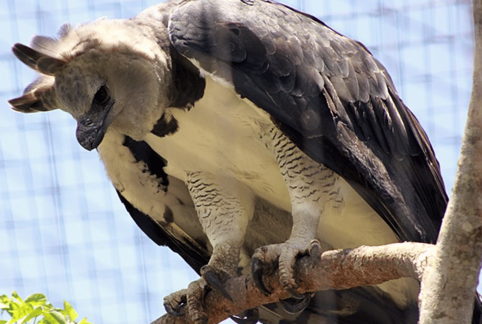 potret burung harpy eagle