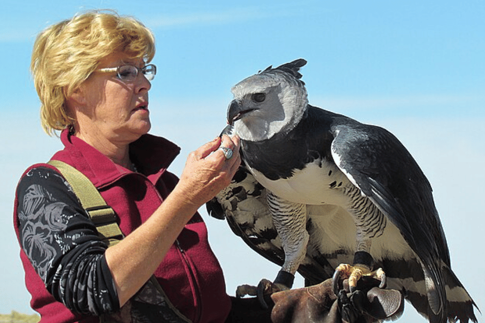 potret burung harpy eagle