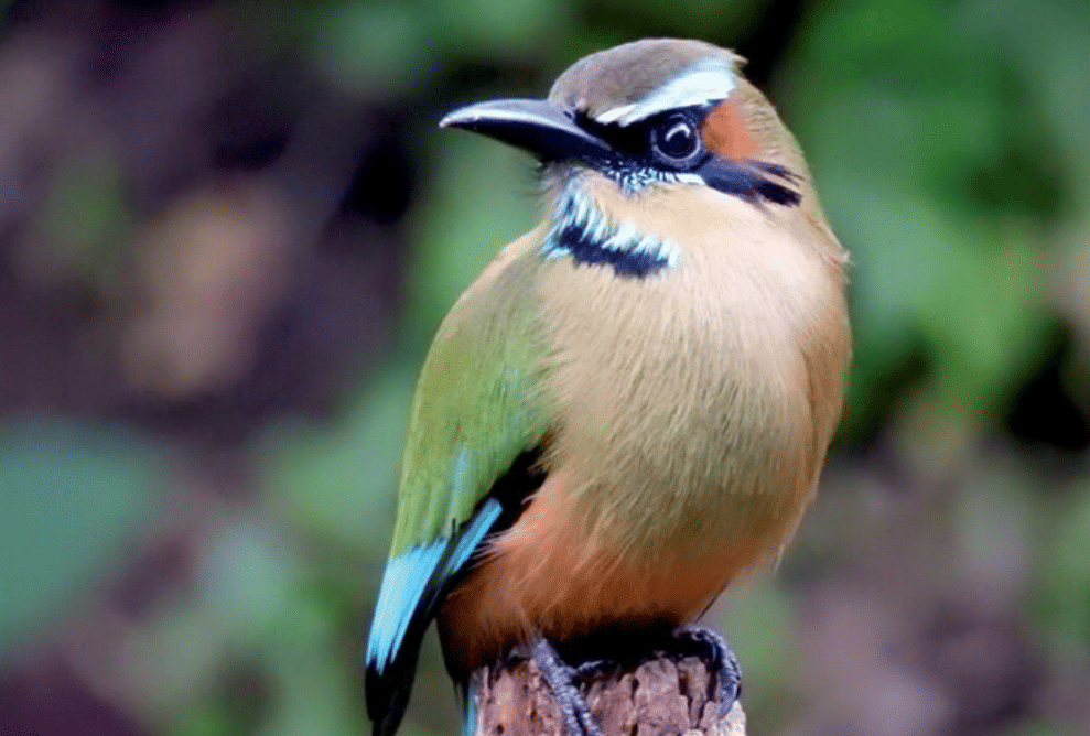 potret burung turquoise browed motmot