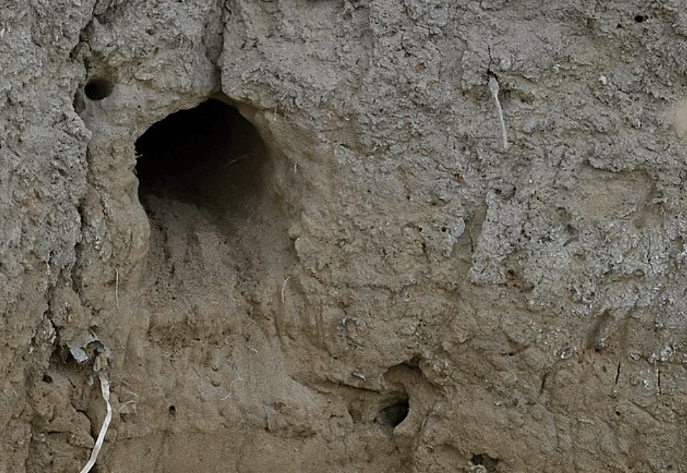 potret lubang burung turquoise browed motmot