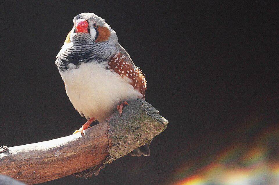 pipit loreng bertengger