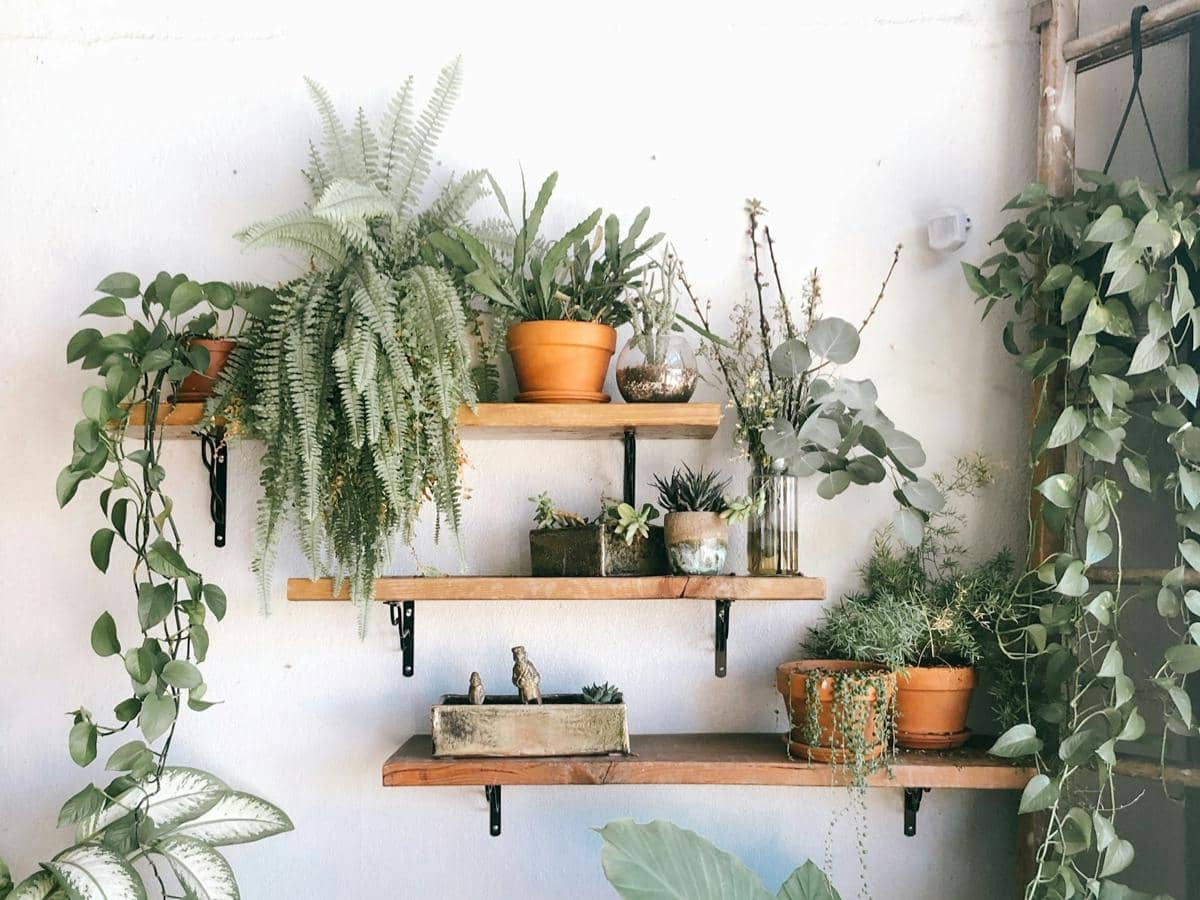 Tanaman hias di rak dinding