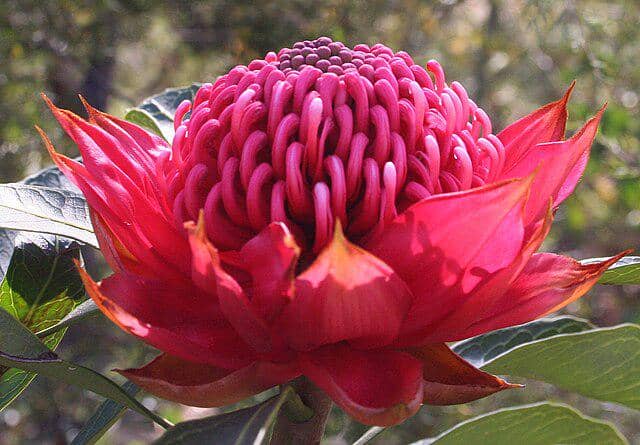 Bunga Waratah