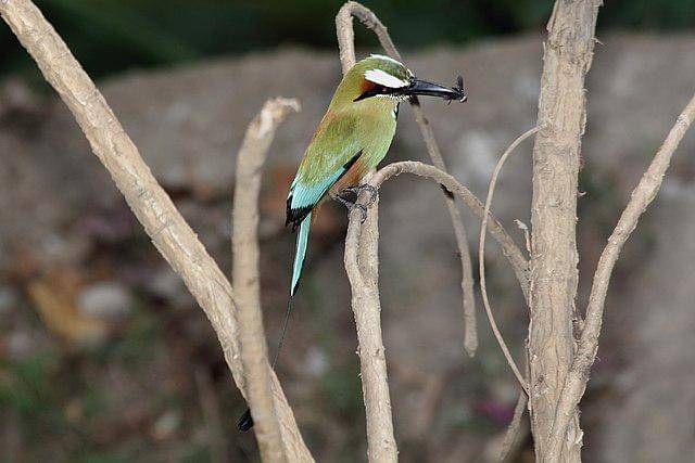 potret burung turquoise browed motmot 