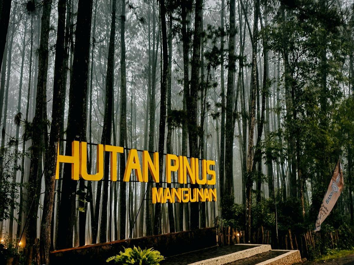Potret Hutan Pinus Mangunan, Bantul