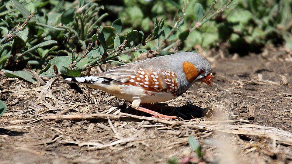 pipit loreng mencari makan
