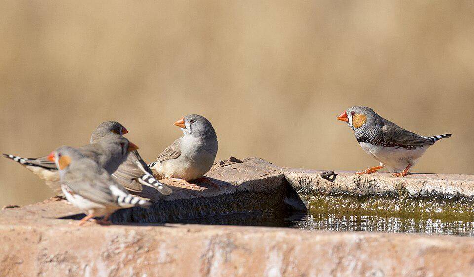 kelompok pipit loreng di dekat air