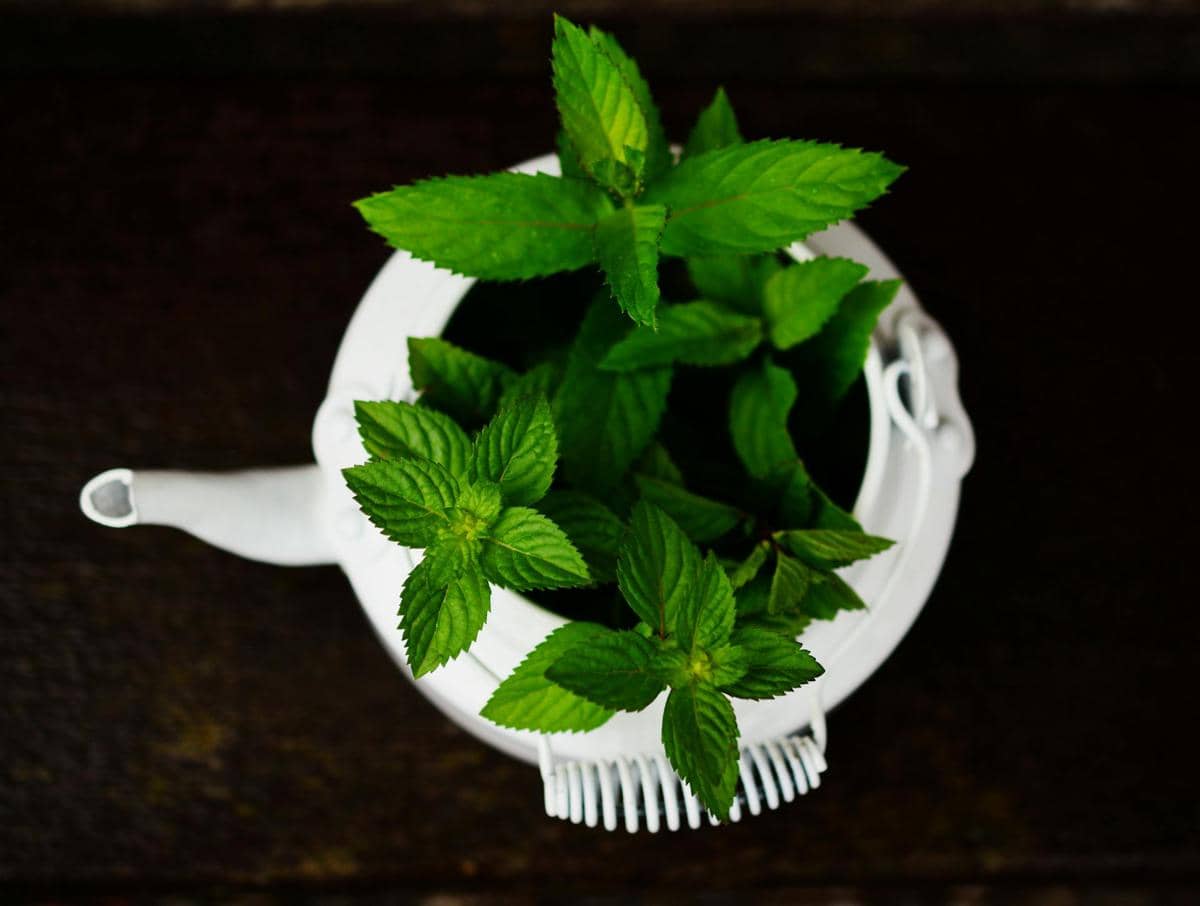ilustrasi daun mint 