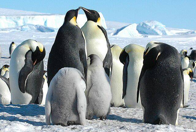 potret emperor penguin