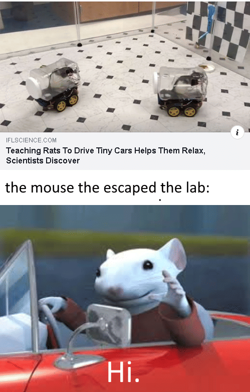 meme kartun tentang menyetir