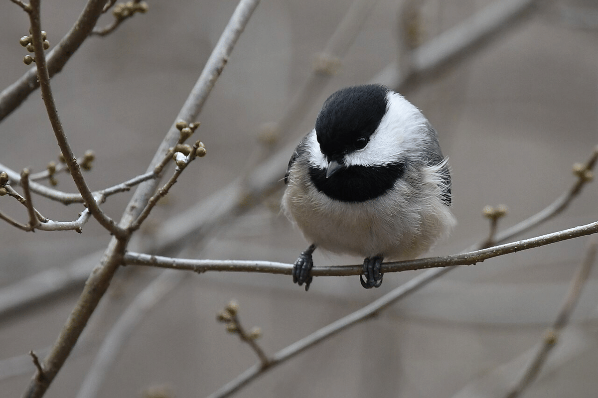 carolina chickadee
