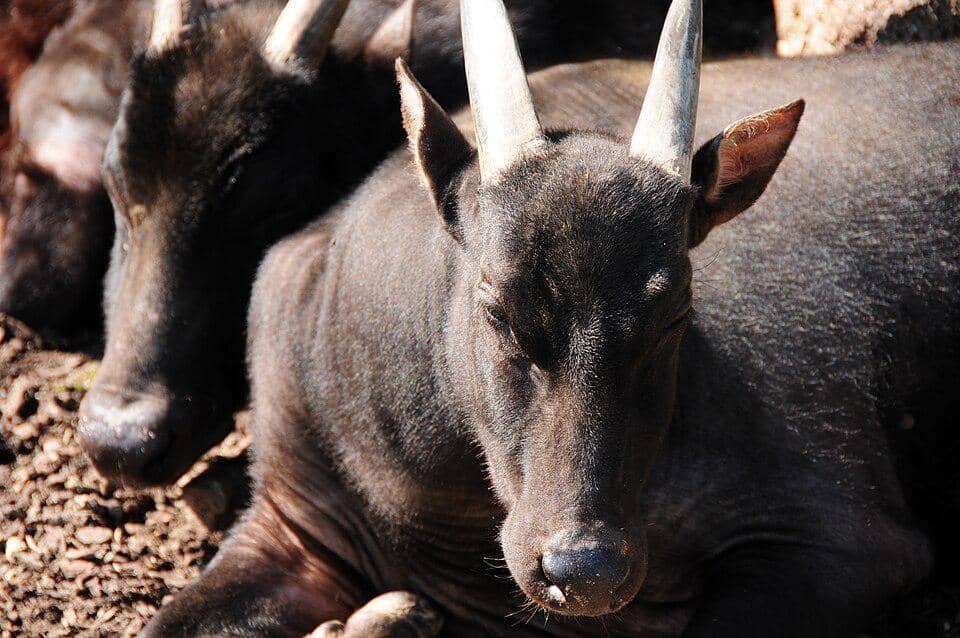 Beberapa ekor anoa dataran rendah membentuk kelompok.