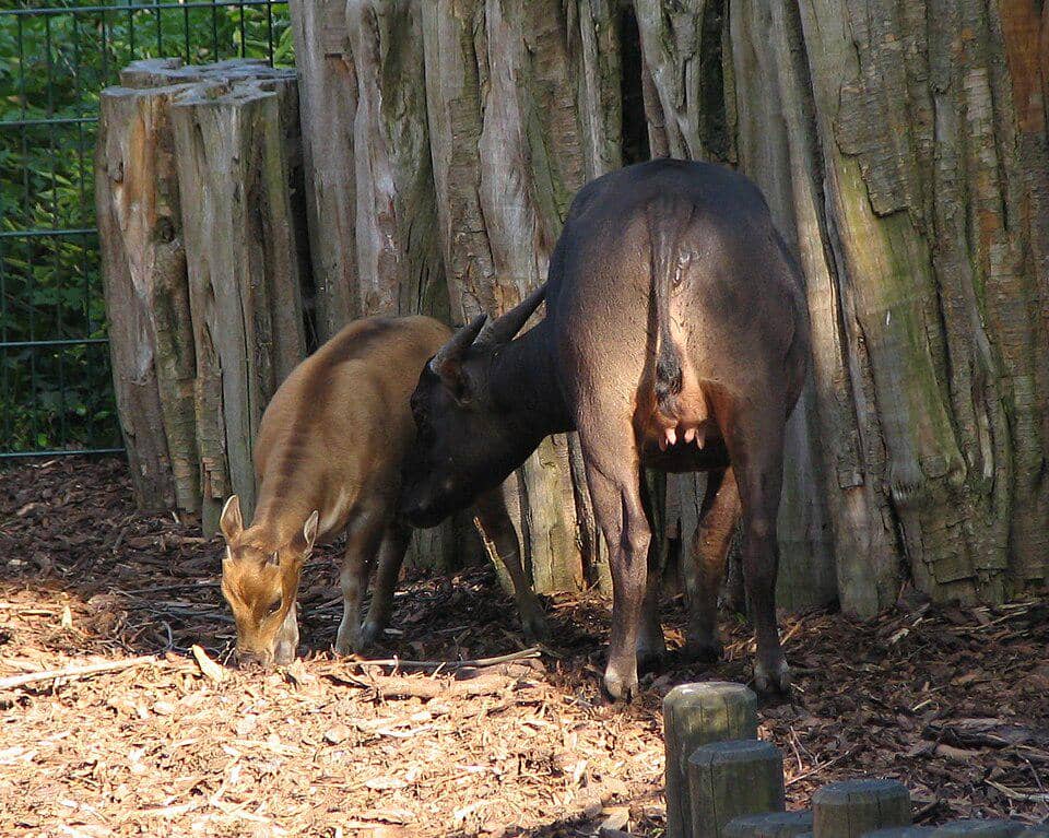 induk dan anak anoa dataran rendah