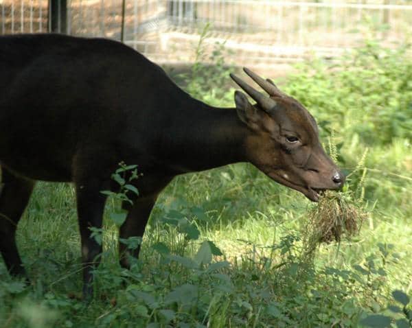 Seekor anoa dataran rendah sedang makan rumput.
