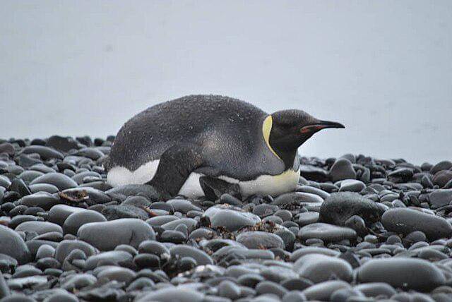 potret emperor penguin