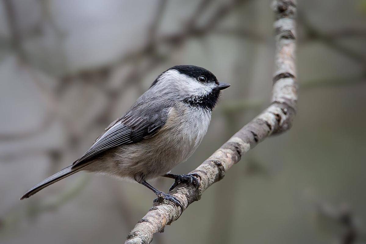 carolina chickadee