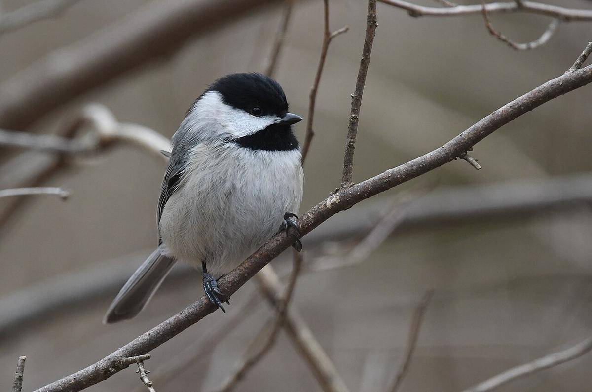 carolina chickadee