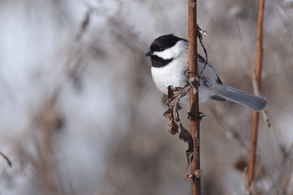carolina chickadee