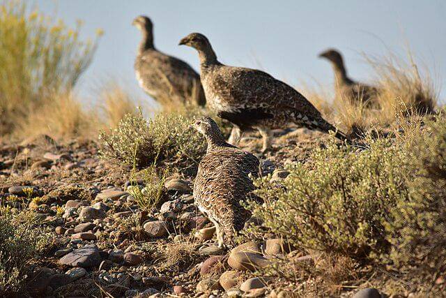 potret burung sage grouse