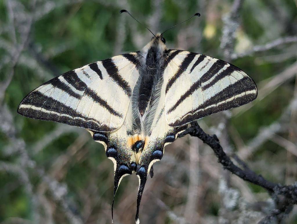 Scarce Swallowtail