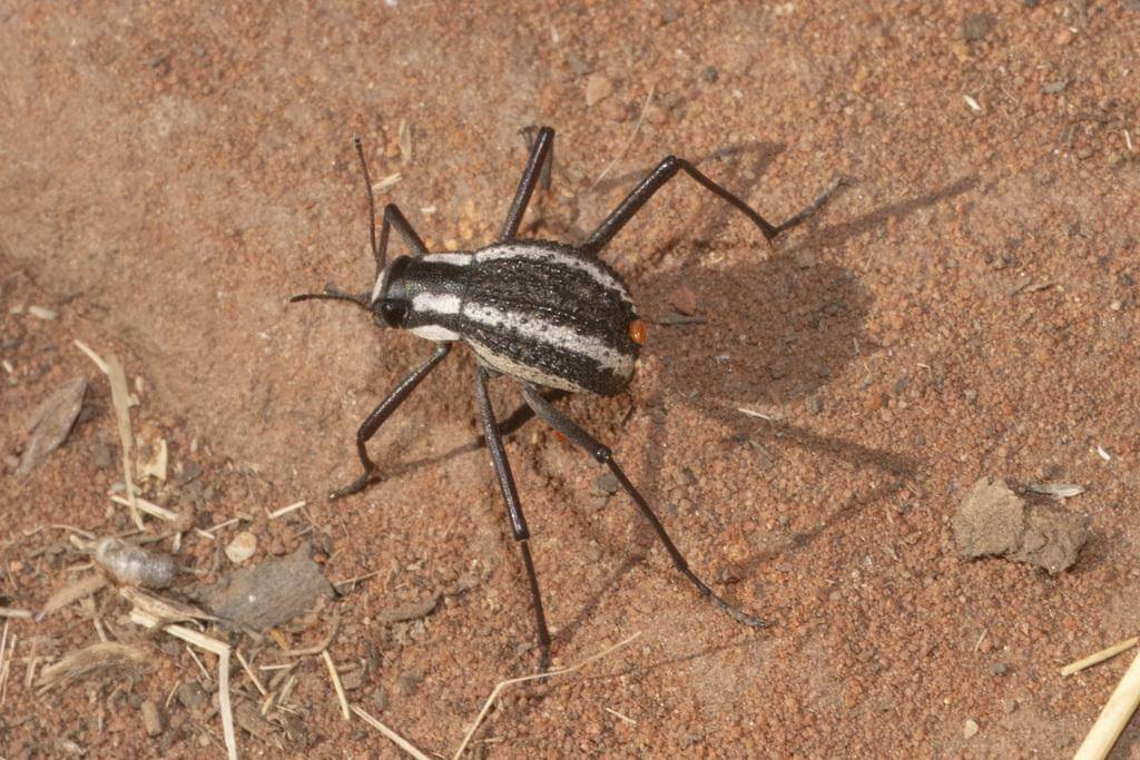 Stenocara gracilipes