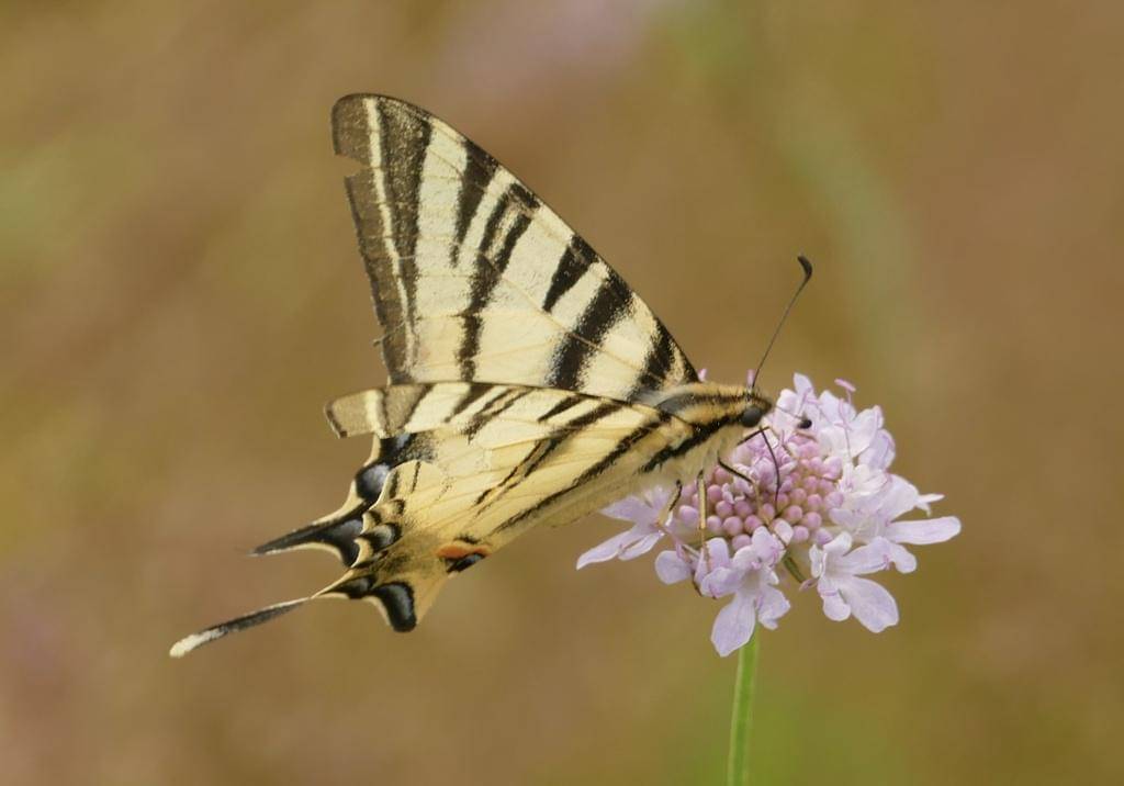 Scarce Swallowtail