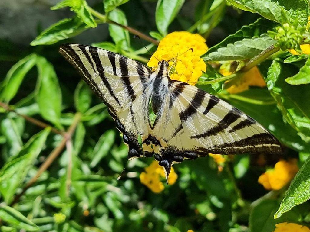 Scarce Swallowtail