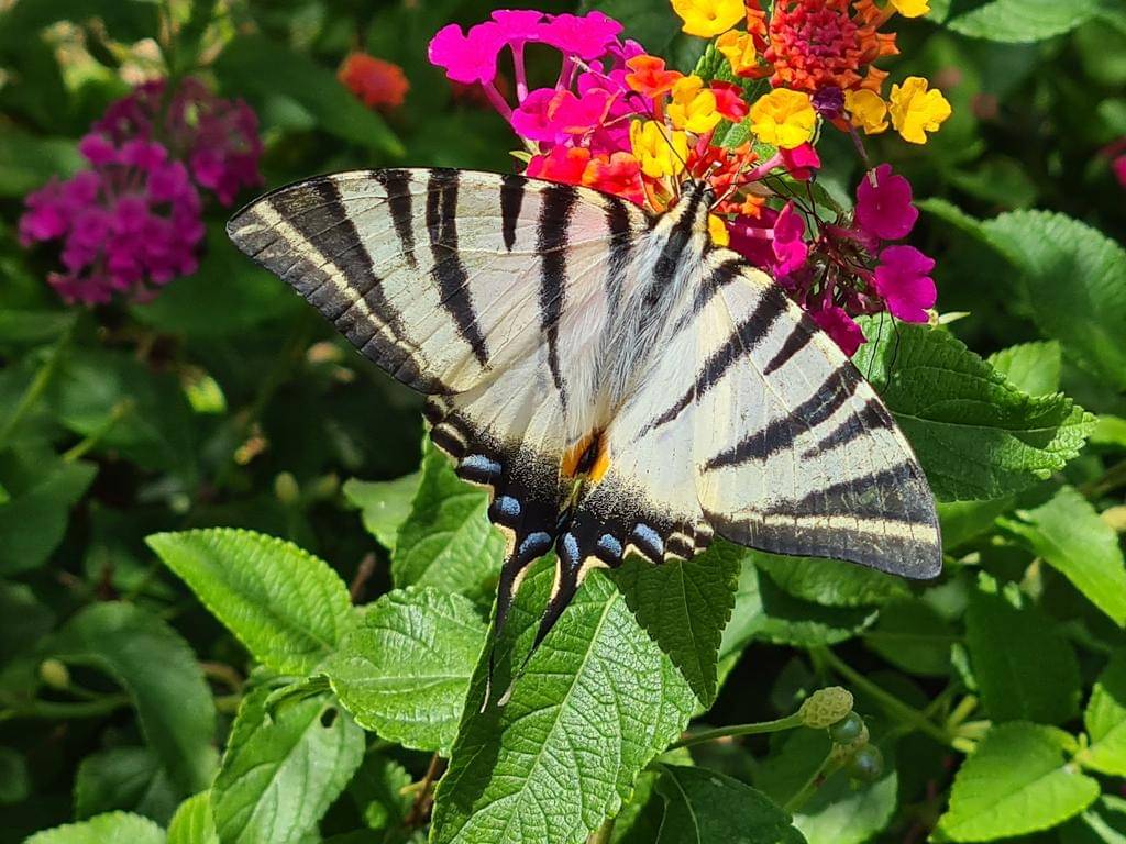 Scarce Swallowtail