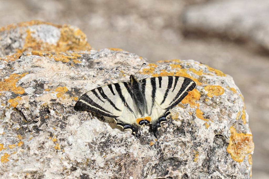 Scarce Swallowtail