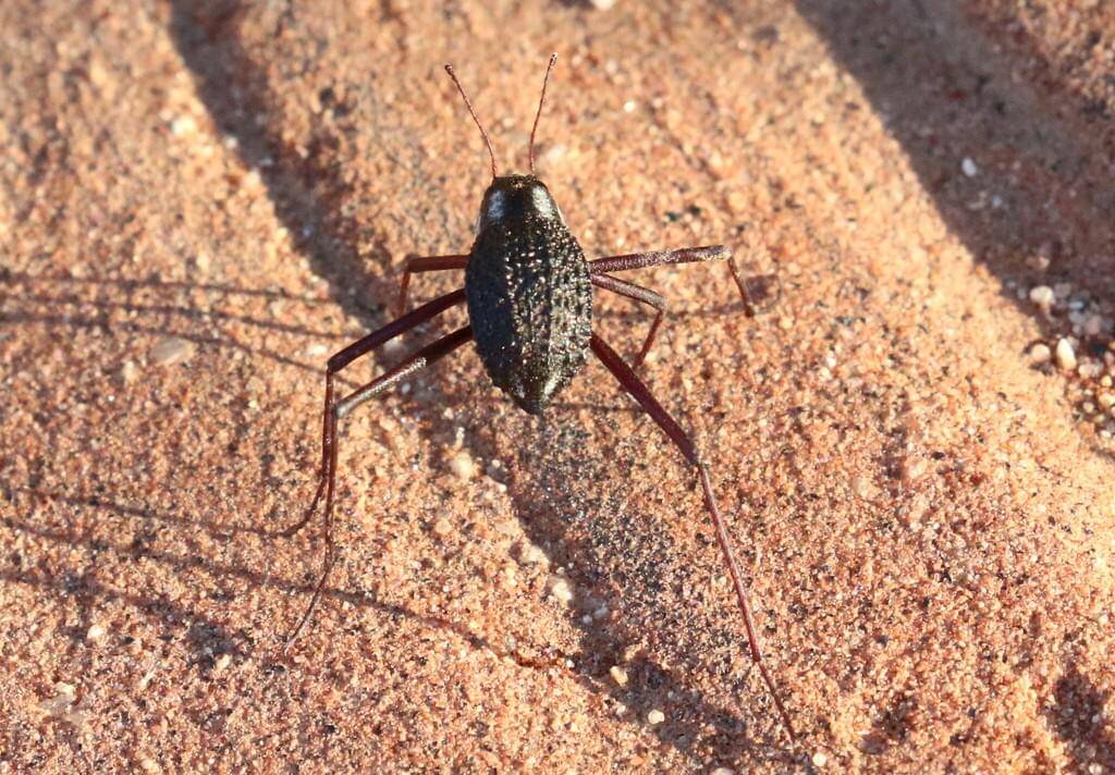 Stenocara gracilipes