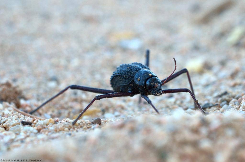 Stenocara gracilipes