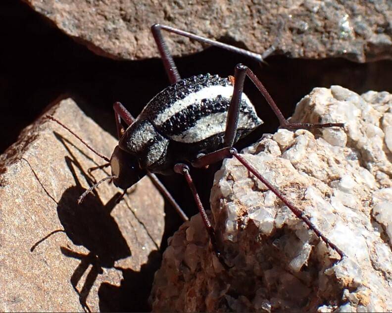 Stenocara gracilipes