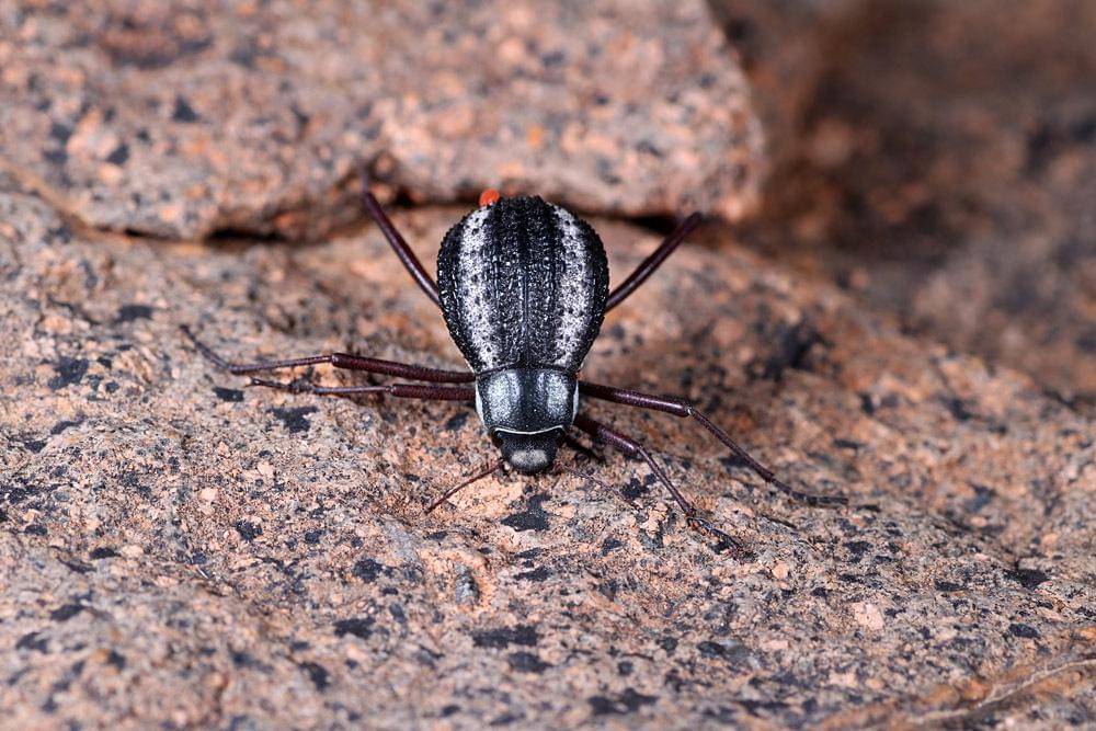 Stenocara gracilipes