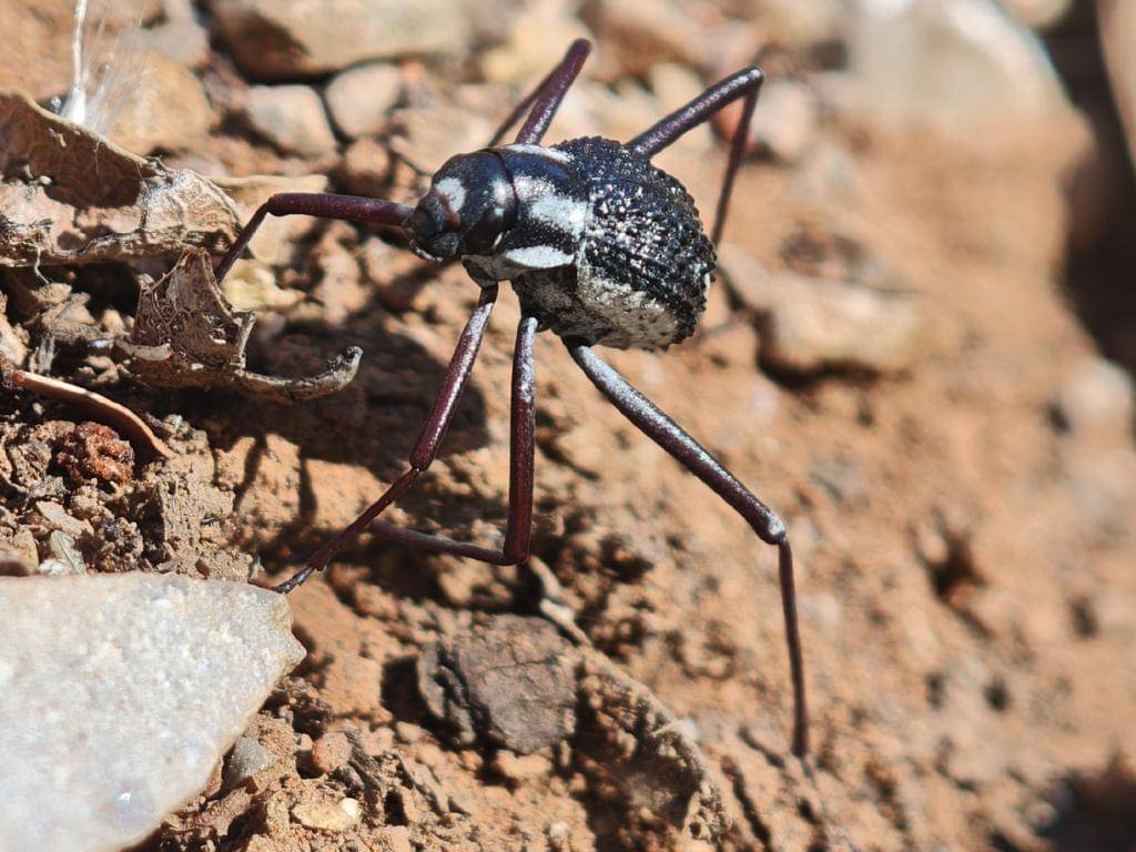 Stenocara gracilipes